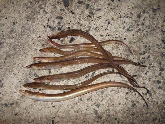 アナゴ釣りに適したタックルや仕掛けは？釣果を伸ばす3つのコツも！