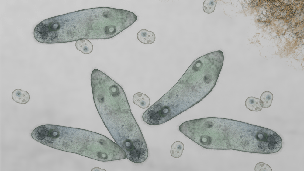 ゾウリムシの培養方法とめだかへの与え方！稚魚の餌におすすめな理由は？