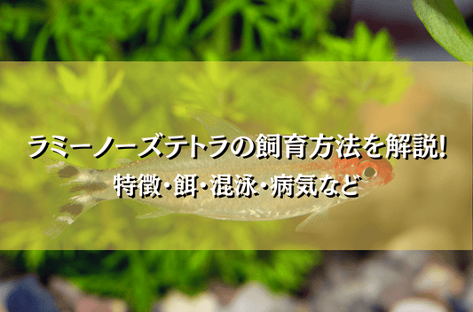 ラミーノーズテトラの飼育法と混泳の注意点！繁殖、病気についても解説