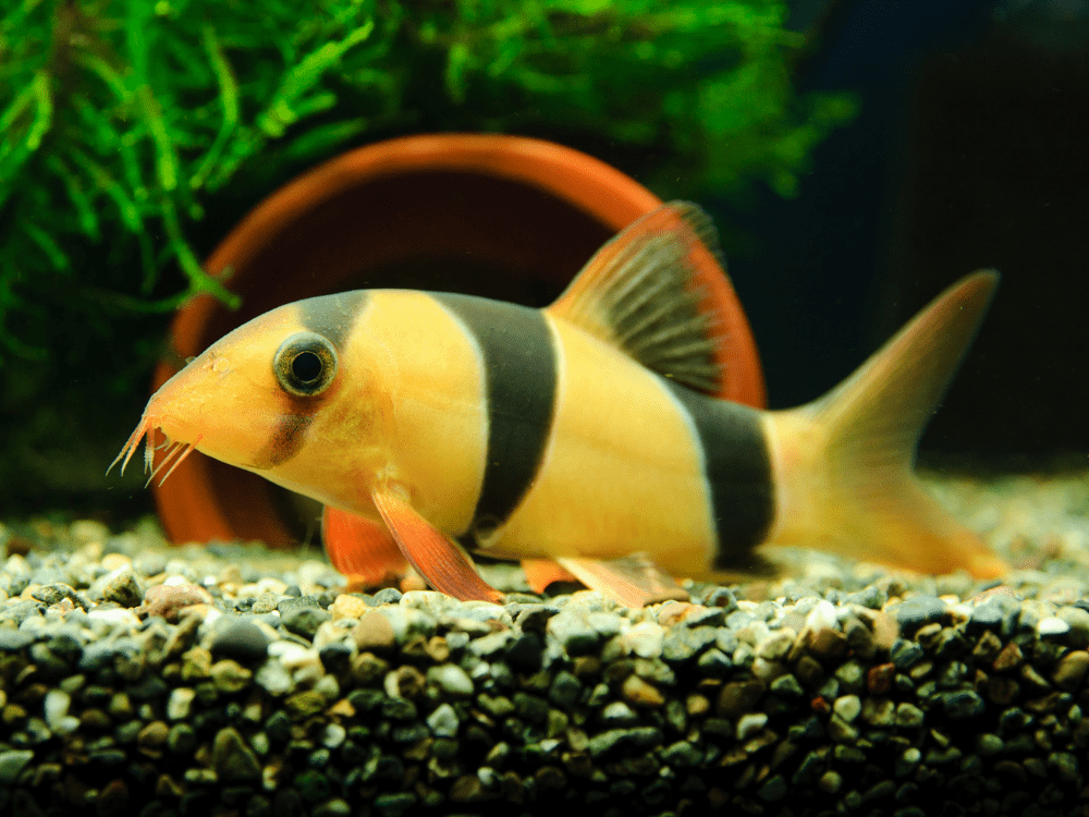 クラウンローチの寝る姿に癒されよう！混泳適性や飼育法は？