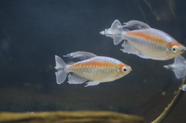 カラシンの代表47種類と飼育方法！小型種は初心者にもおすすめ！