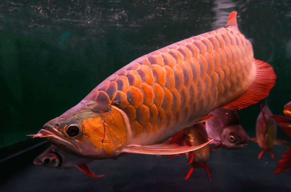 アロワナ飼育の超基本！龍魚を自宅で飼うための必要知識まとめ