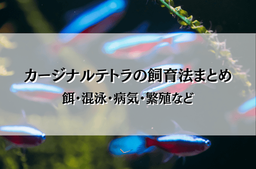 カージナルテトラの飼育の基本！アピール力抜群の小型美魚