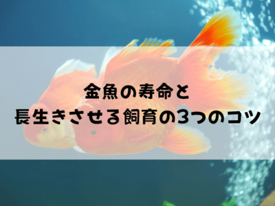 金魚の寿命はどれくらい？