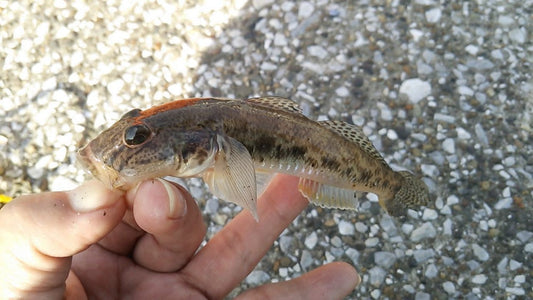 ハゼクランク入門！おすすめのルアー5選と釣り方のコツ！