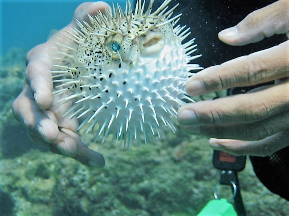 ハリセンボンの針って実際何本？釣りや飼育、料理など徹底解説！