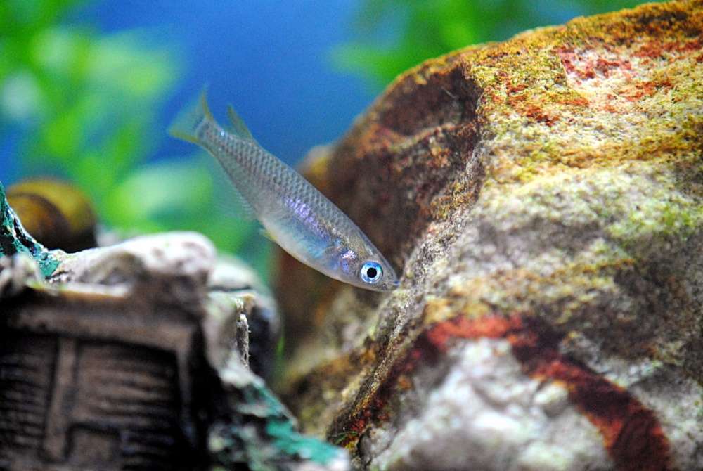 ダウズスイマー400は規格外のモンスターベイト！販売は終了？再販の