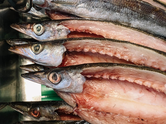 カマスの旬や見分け方は？干物が絶品の美味しい大衆魚！