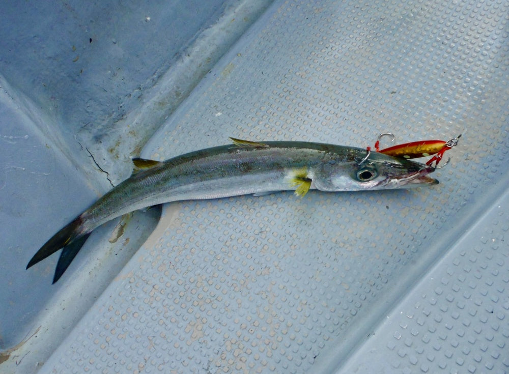 カマスのルアー釣り入門！必要なタックルやルアーの選び方とは？