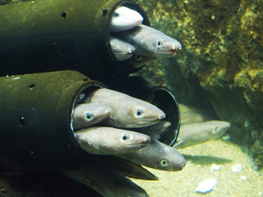 アナゴの特徴やウナギとの違いは？実は毒があるって本当？