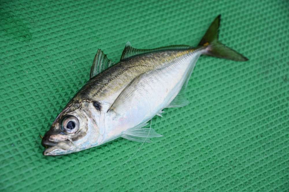 バチコンアジングでギガアジ狙い！タックルや仕掛けの選び方は？