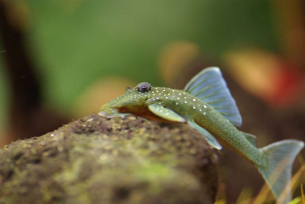 おすすめの小型プレコを現役アクアショップ店長が厳選！省スペースで楽しもう