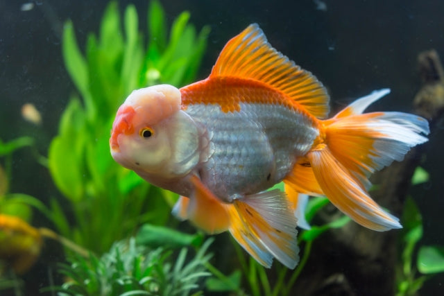 金魚は水草を食べる？相性の良い種類と導入のメリットとは