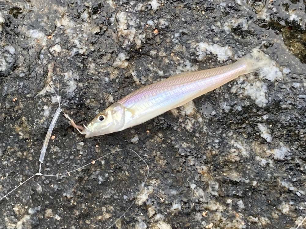 鮎の一生」シリーズがジョイクロに新追加！どこで買える？ – Fish Paradise