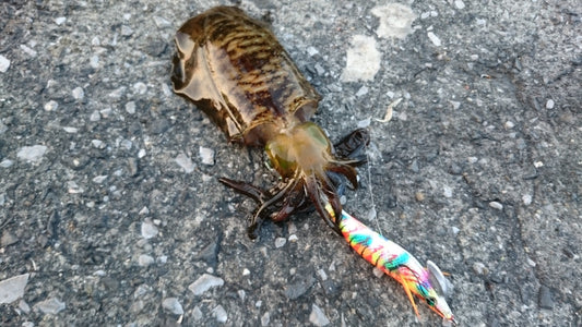 アオリイカ釣りの時期はいつがベスト？シーズン毎の攻略法を伝授！