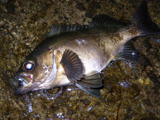 メバリングロッドのおすすめ9選！初心者必見の高コスパモデルも！