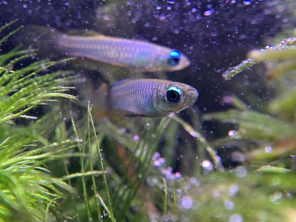 アフリカンランプアイの飼育法や混泳のコツ！青い目が綺麗な美魚！