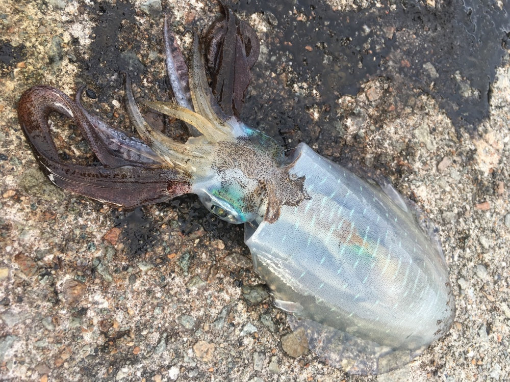 エメラルダス ステイでデカイカ狙い！ダートしないエギの使い方とは？