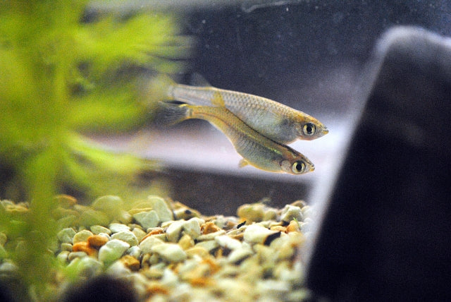 メダカの繁殖方法やオスメスの見分け方！針子の餌は何がいい？