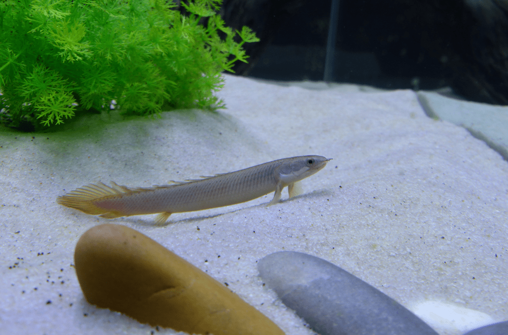 ポリプテルスセネガルスの飼育や混泳の注意点！古代魚入門におすすめ！