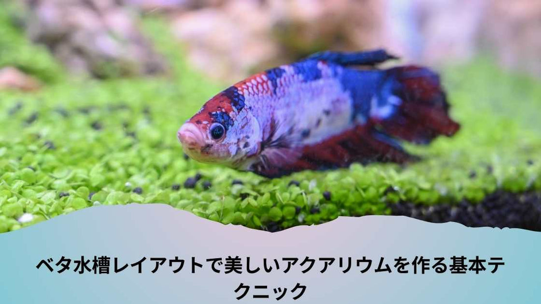 ベタ水槽レイアウトで美しいアクアリウムを作る基本テクニック