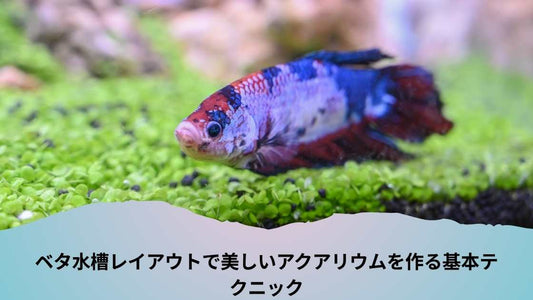 ベタ水槽レイアウトで美しいアクアリウムを作る基本テクニック