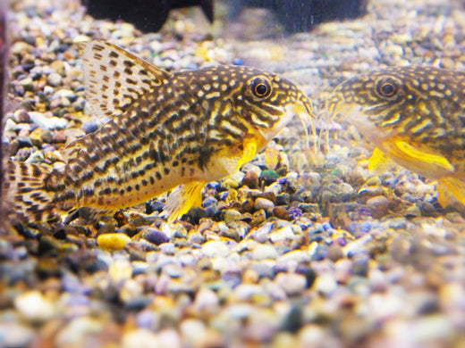 コリドラス水槽に必要な基本道具！どんなレイアウトがよい？