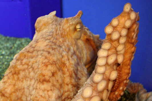 ミズダコは最大でどれくらいに成長する？釣り方やレシピもチェック！