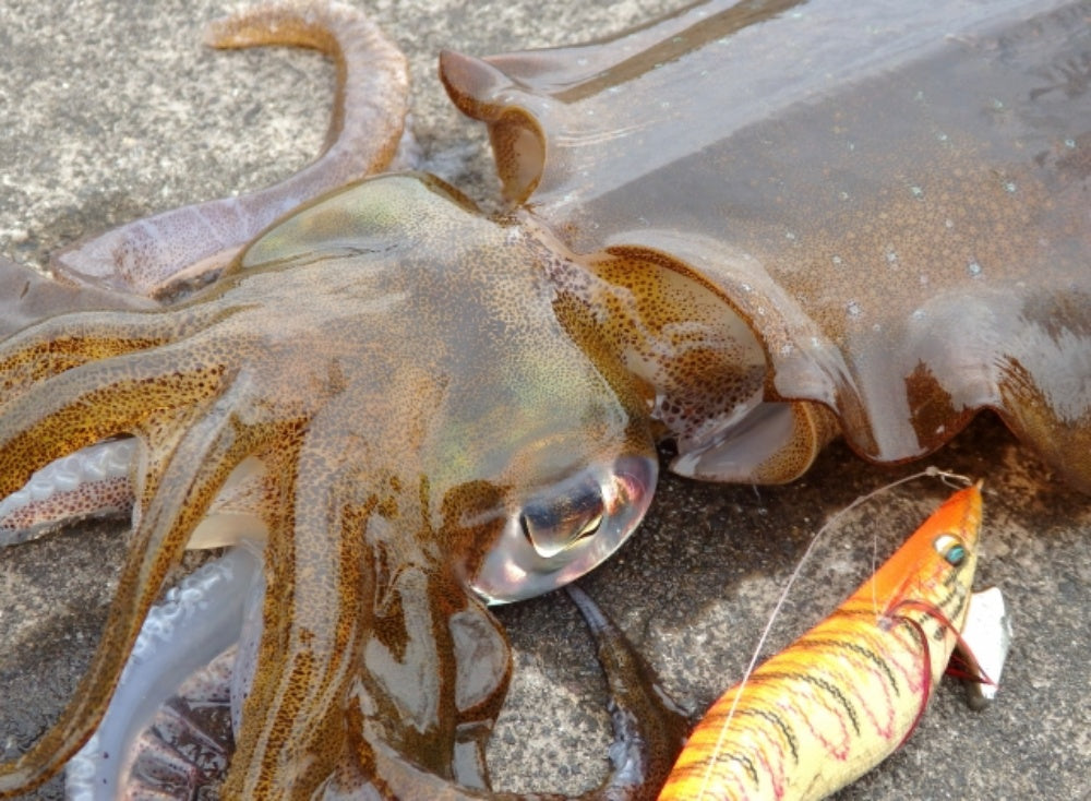 エギングラインの太さの選び方！厳選おすすめラインTOP5！