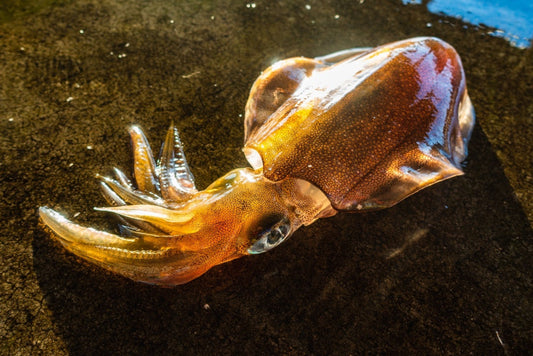 ダートマックスの使い方や人気カラーは？ティップランでも大活躍！