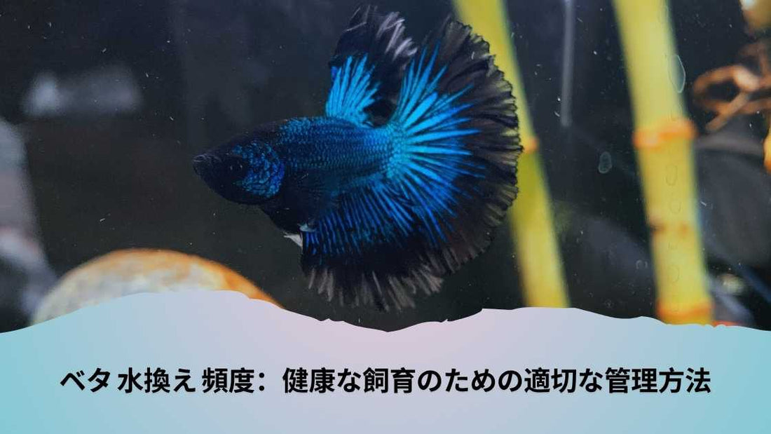 ベタ 水換え 頻度：健康な飼育のための適切な管理方法
