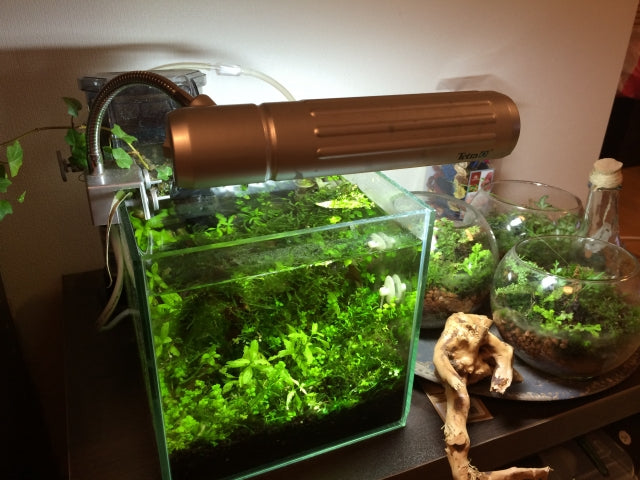 30センチ（cm）水槽・水槽セットおすすめ9選！コンパクトでおしゃれに！