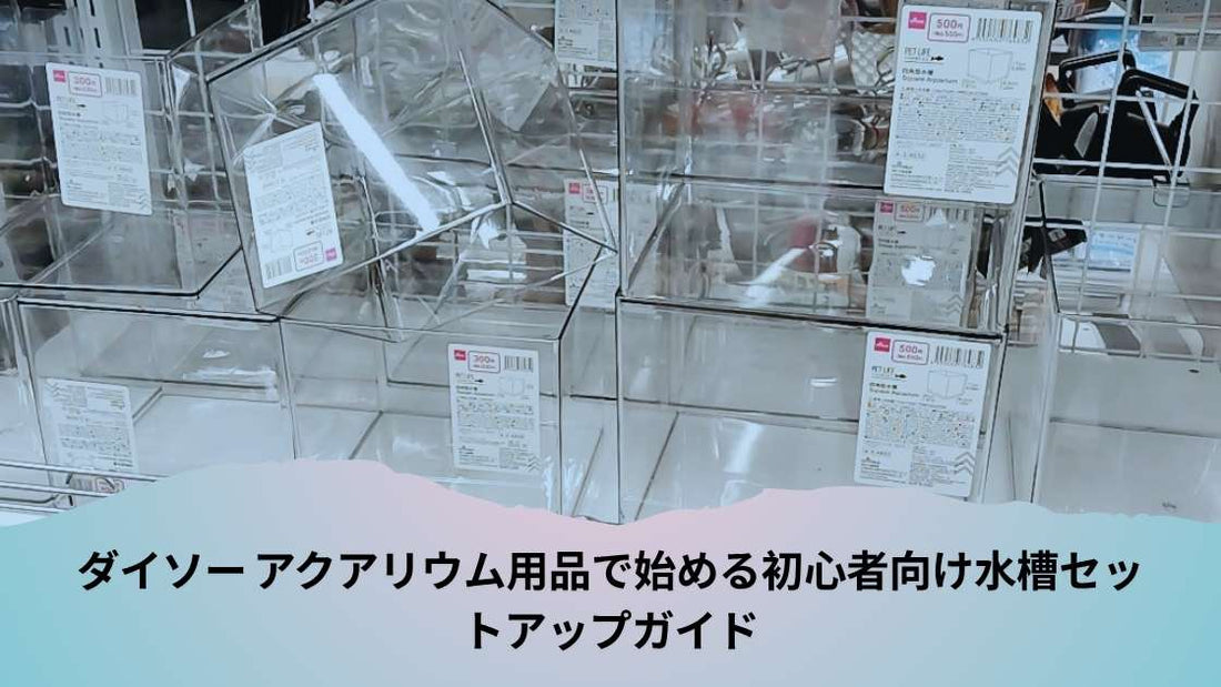ダイソー アクアリウム用品で始める初心者向け水槽セットアップガイド