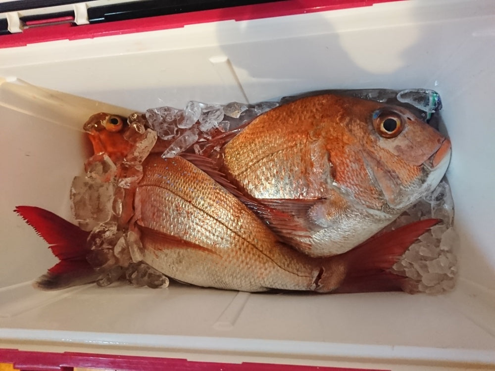 一つテンヤのタックルや釣り方の基本！大物マダイをゲット！