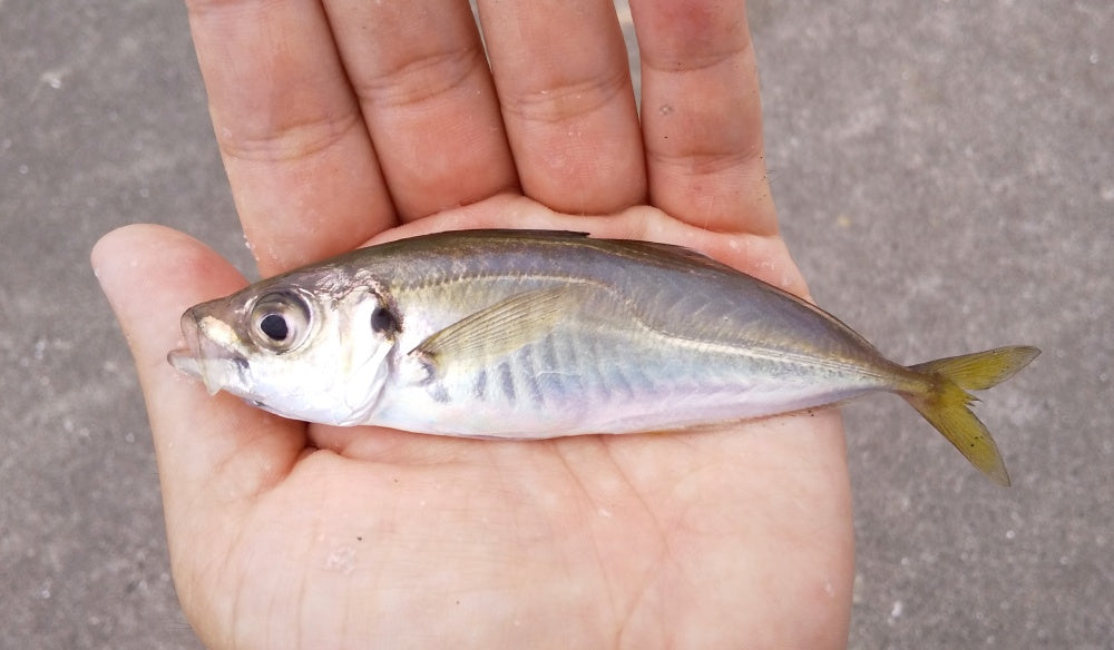 アジングのルアー選びのポイント！ワーム・プラグ・ジグをどう使い分ける？