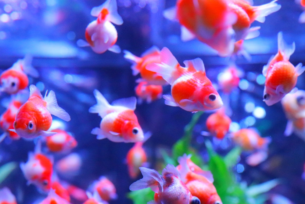 金魚の転覆病の原因と治療方法！ヒーターで加温したら治るって本当？