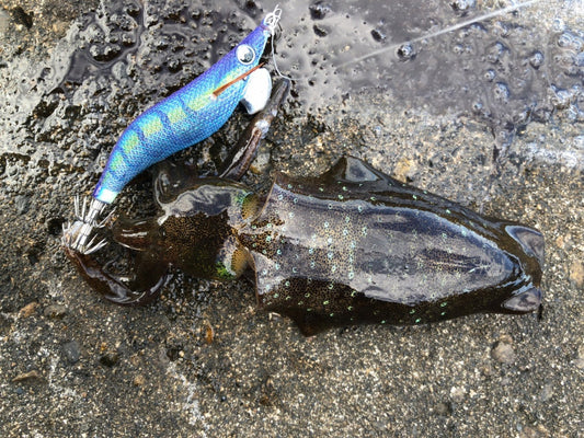 エギ王の種類や特徴とは？エギングには欠かせない超定番エギシリーズ！