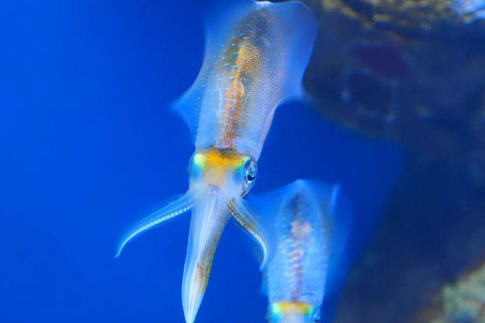 アオリイカを知ろう！人気料理とエギングでの狙い方