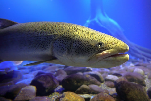 イトウってどんな魚？釣りの最大記録は何cm？