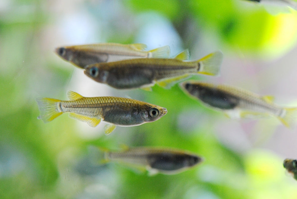 メダカの混泳について！金魚や熱帯魚、エビとは混泳が可能？