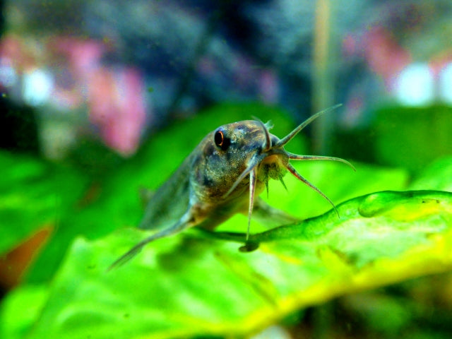 どじょうの飼育法！つぶらな瞳とヒゲが可愛い癒し系！