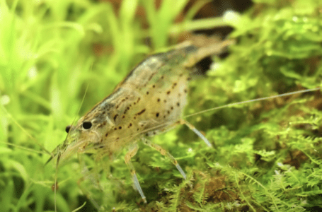 ヤマトヌマエビ飼い方