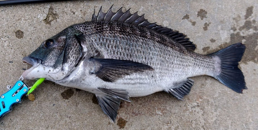 クロダイを釣るためのルアーの選び方＆おすすめ厳選ルアー！チニングを始めよう！