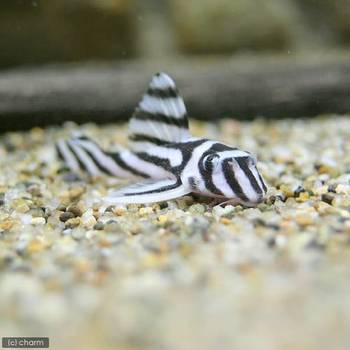 インペリアルゼブラプレコの特徴と飼育法！繁殖は難しい？