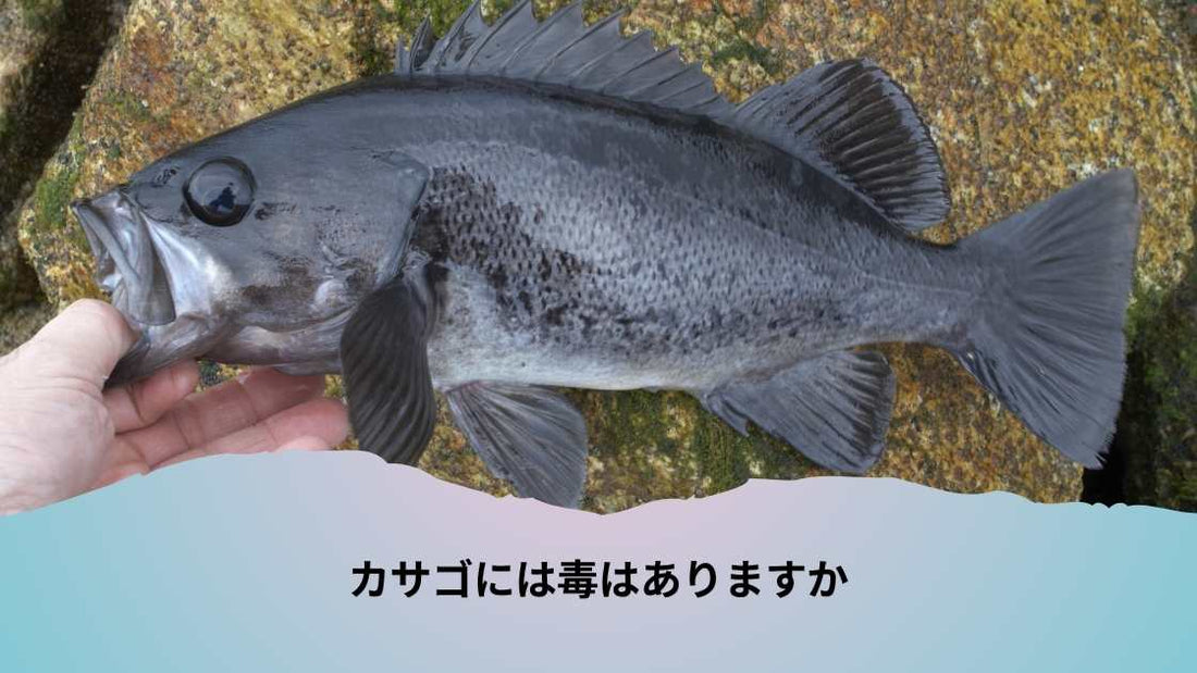カサゴには毒はありますか