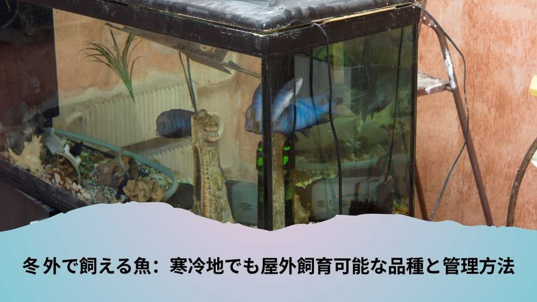 冬 外で飼える魚：寒冷地でも屋外飼育可能な品種と管理方法