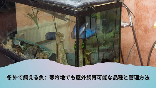 冬 外で飼える魚：寒冷地でも屋外飼育可能な品種と管理方法