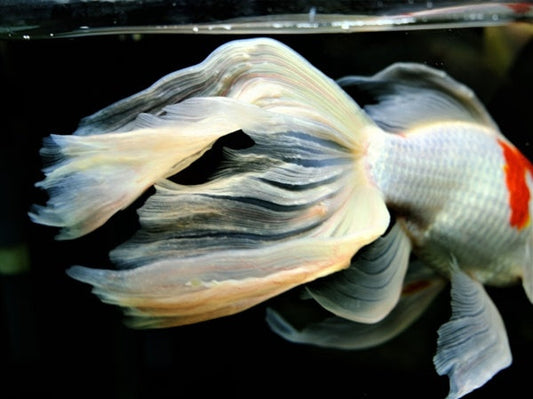 尾ぐされ病の原因や症状、治療法、予防法は？早期発見・早期治療が重要！