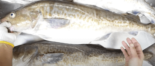 マダラは鍋や白子が絶品の美味しい魚！生態や見分け方、釣り方も！