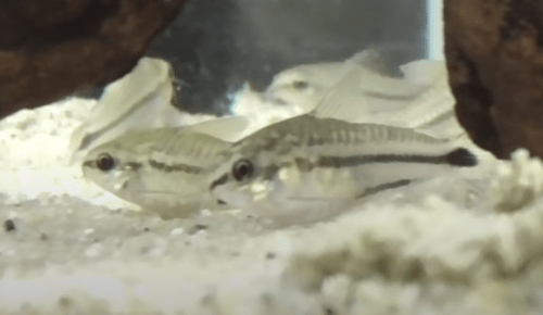 コリドラスピグミーはよく泳ぐ小型種！飼育法や混泳の注意点は？